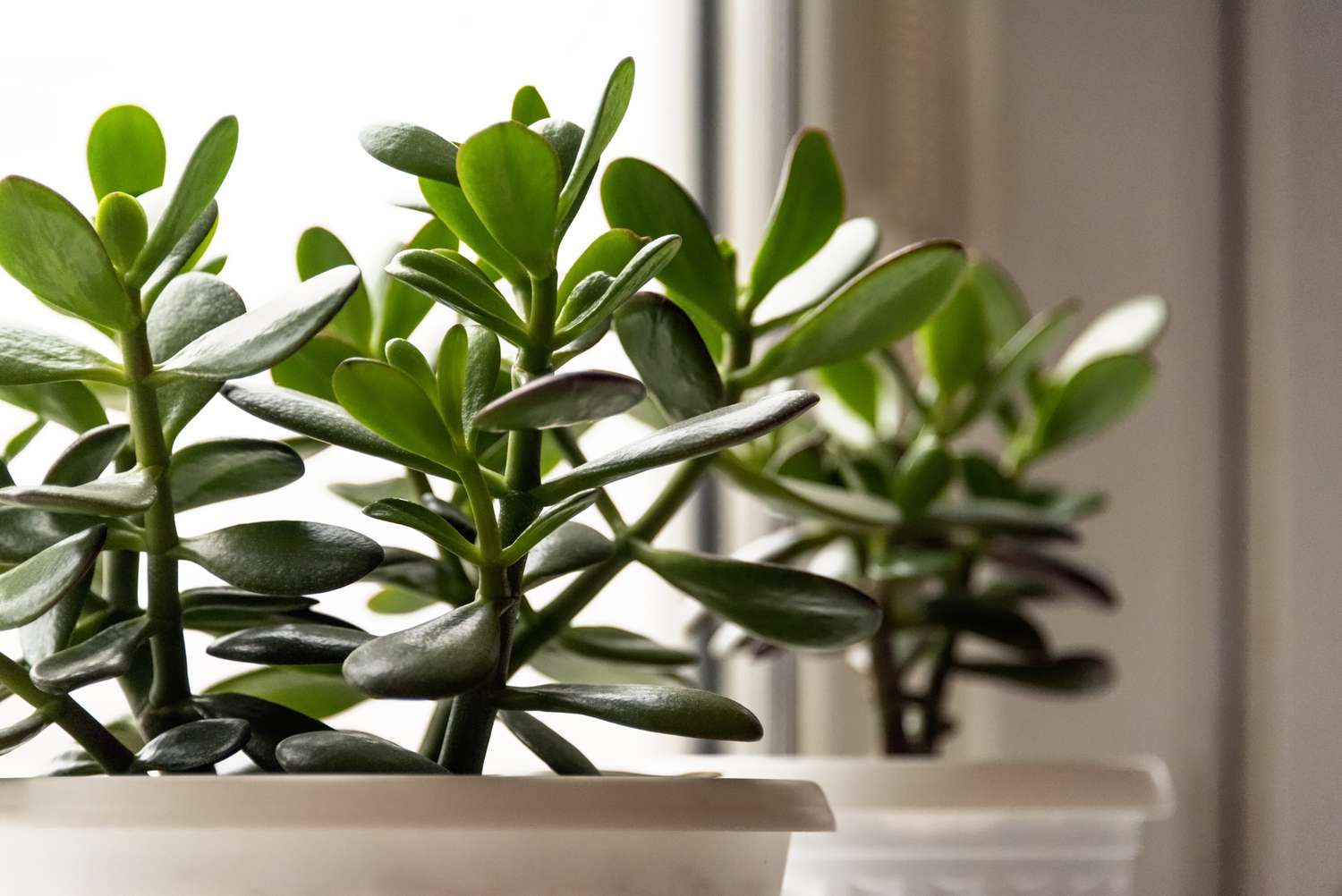 how-to-prune-a-jade-plant