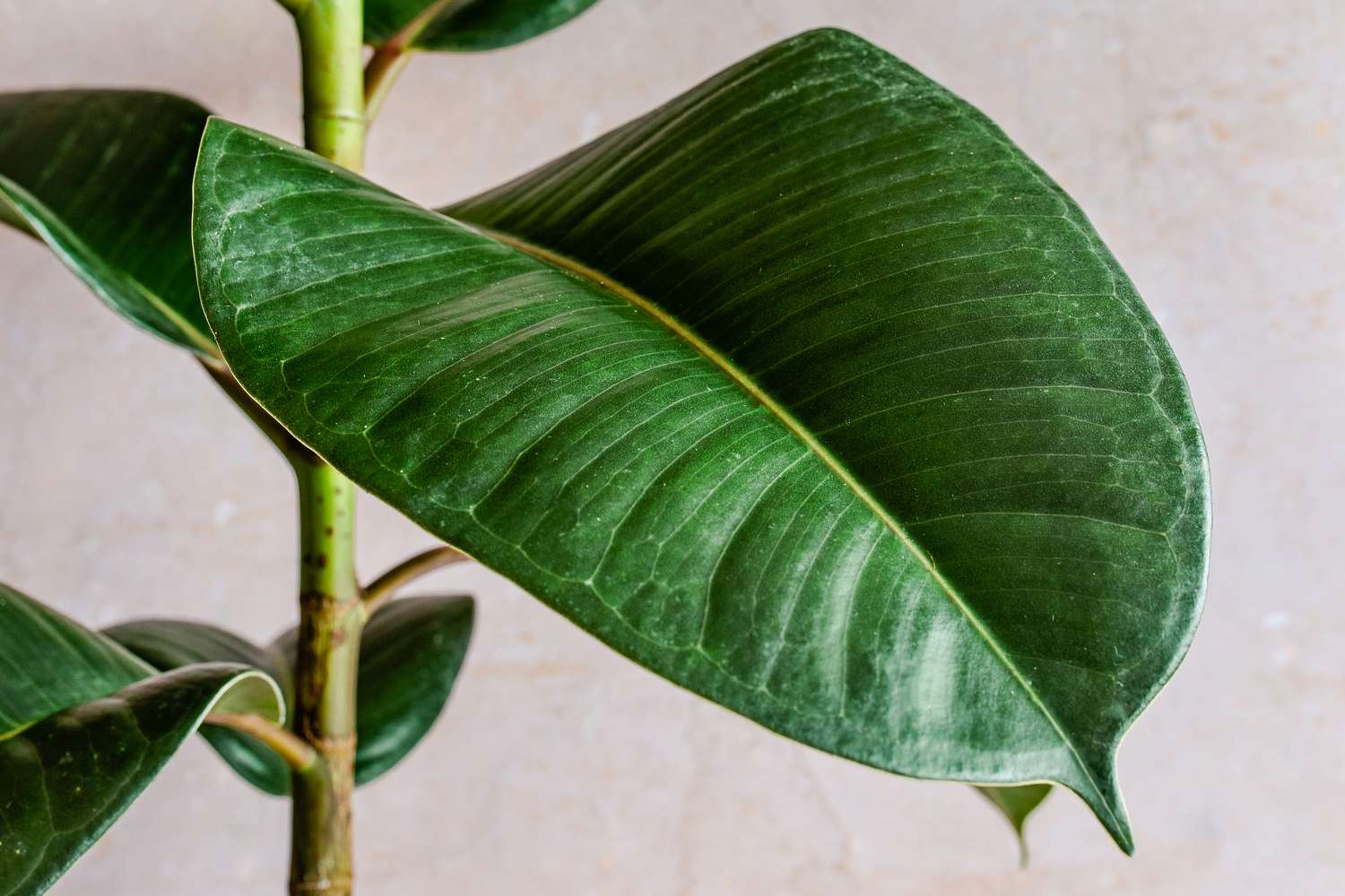 How To Prune A Rubber Plant