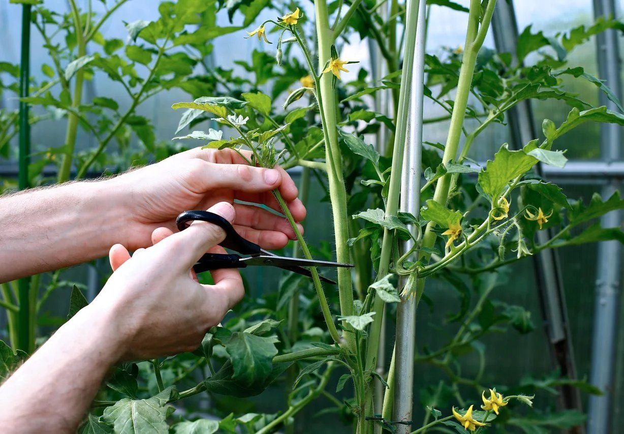 How To Prune Tomato Plant