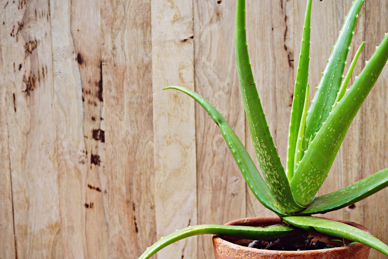 How To Replant Aloe Plant
