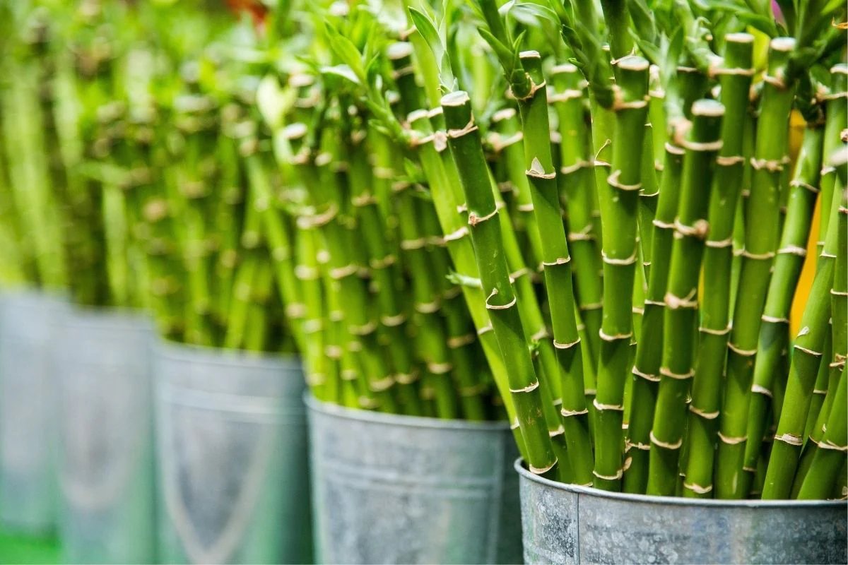 How To Repot A Bamboo Plant