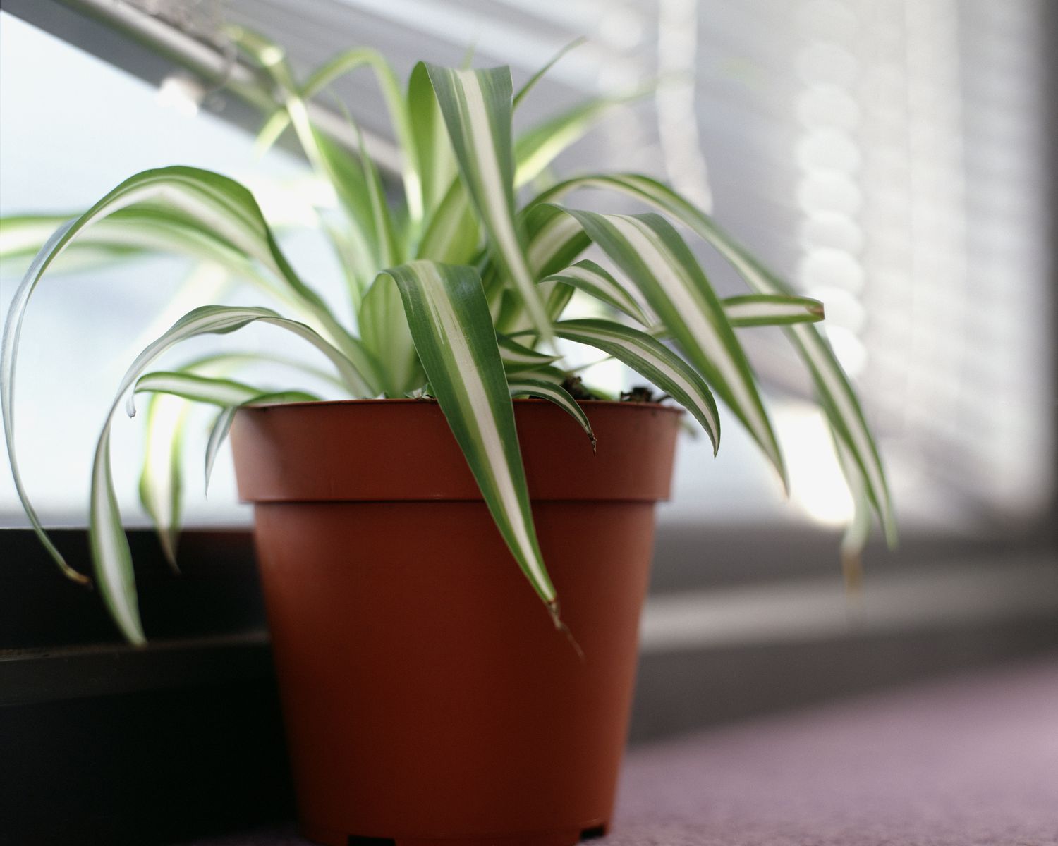 How To Repot A Spider Plant