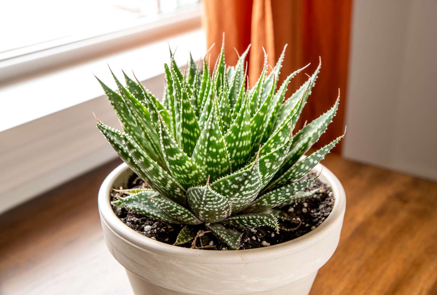 How To Repot An Aloe Plant