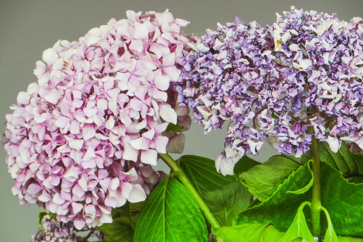 How To Revive A Hydrangea Plant