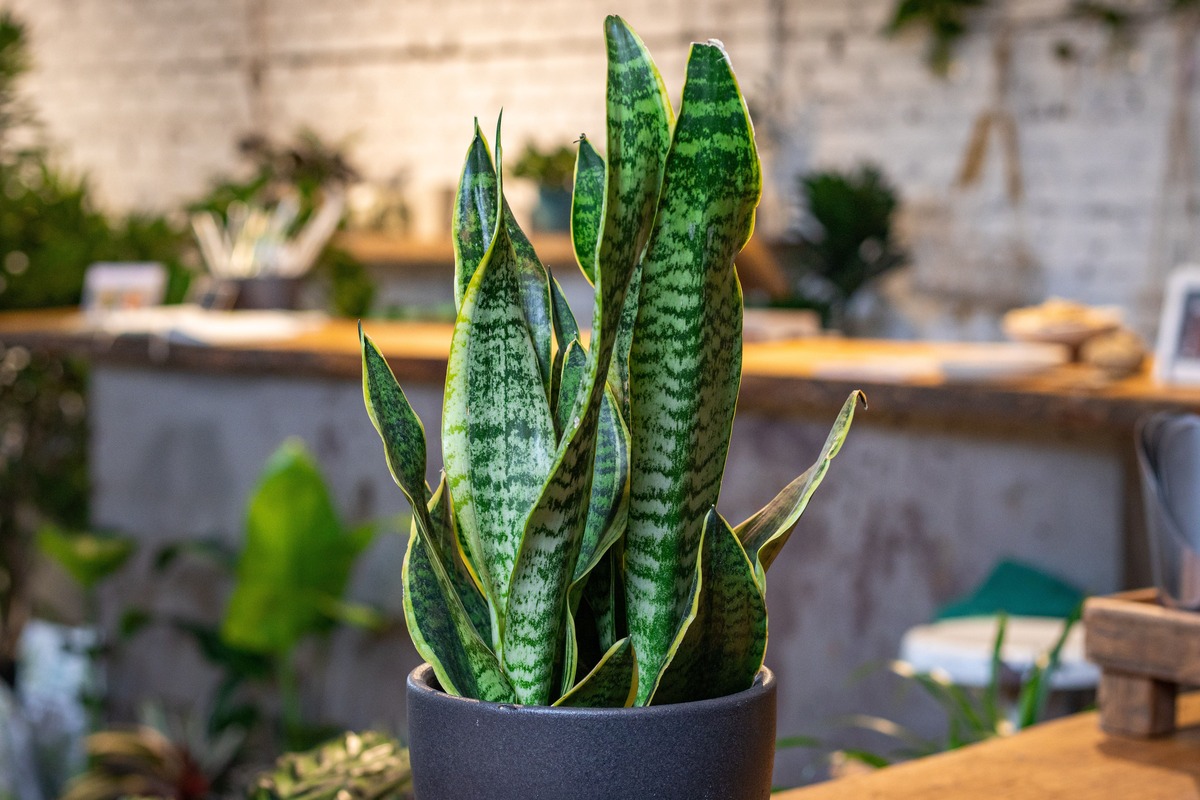 How To Revive A Snake Plant
