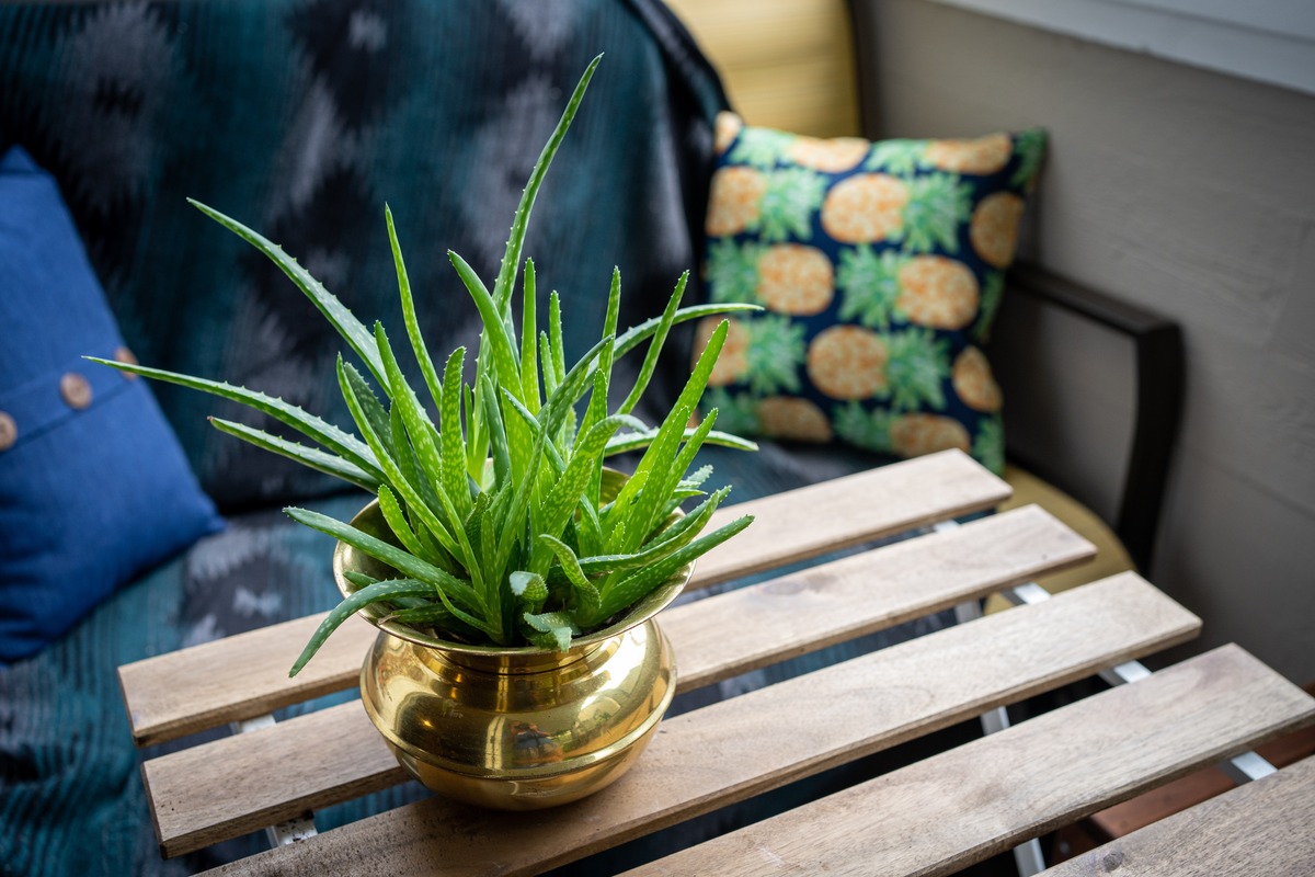 How To Revive An Aloe Vera Plant