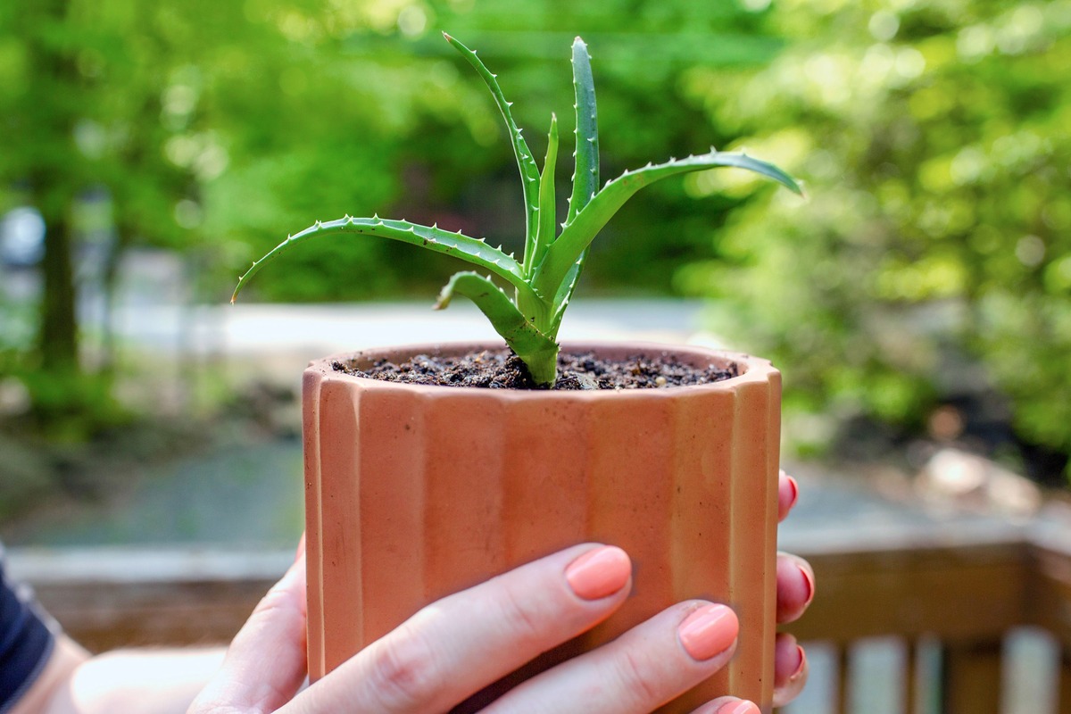 How To Root Aloe Plant