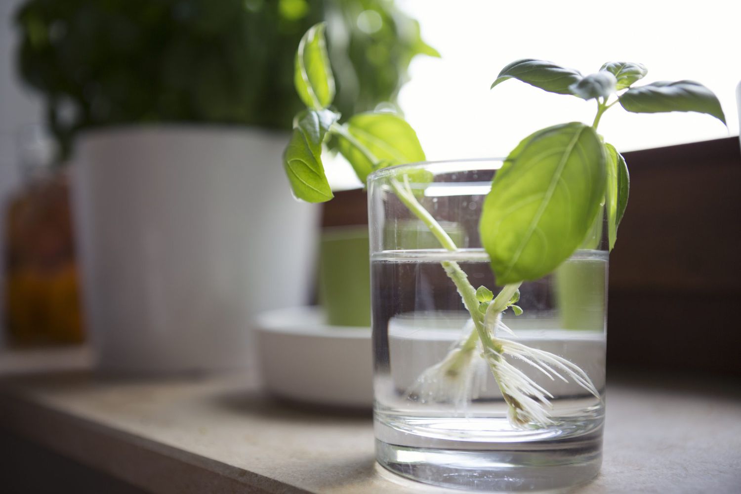 How To Root Plant Cuttings In Water