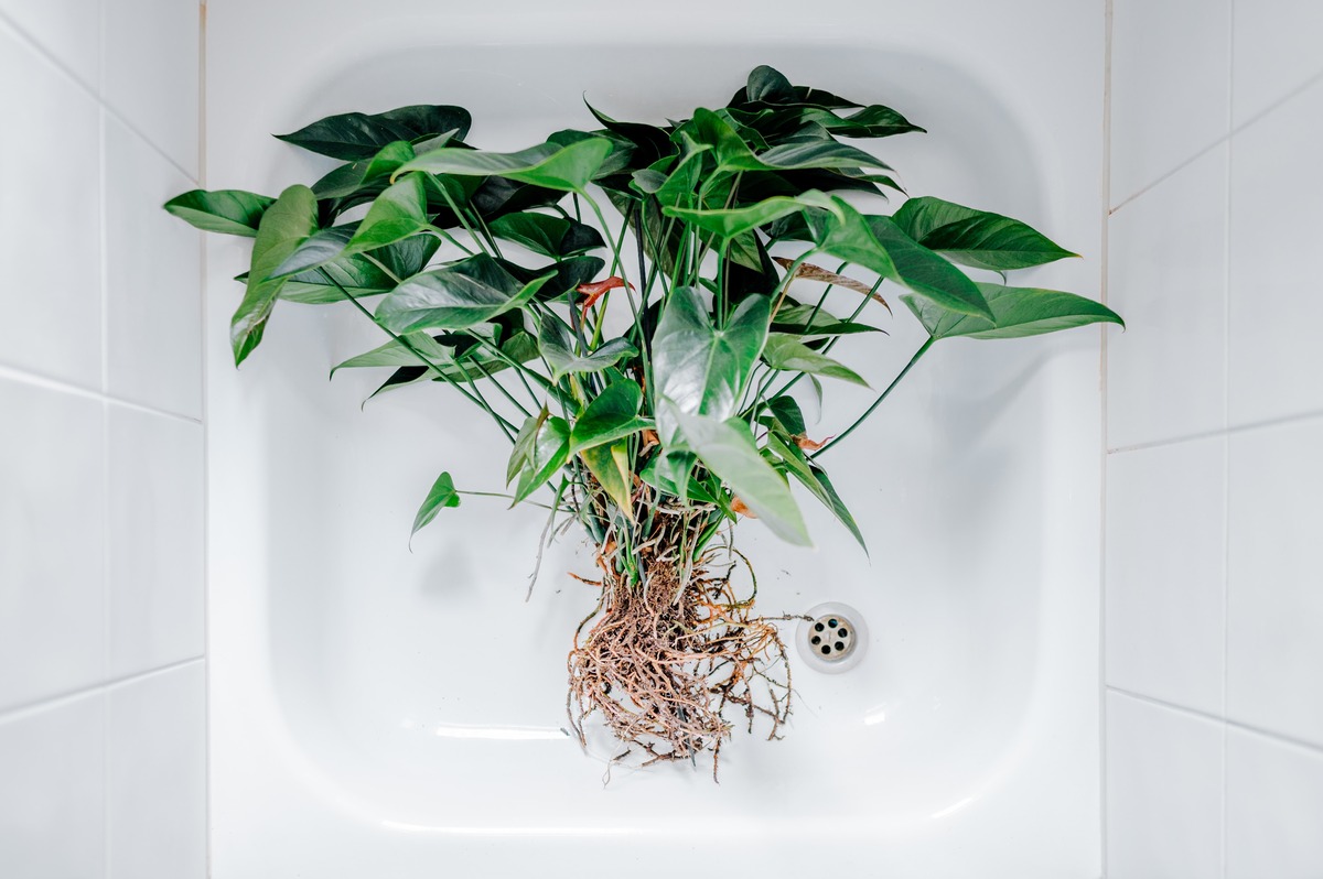 How To Save A Plant From Root Rot