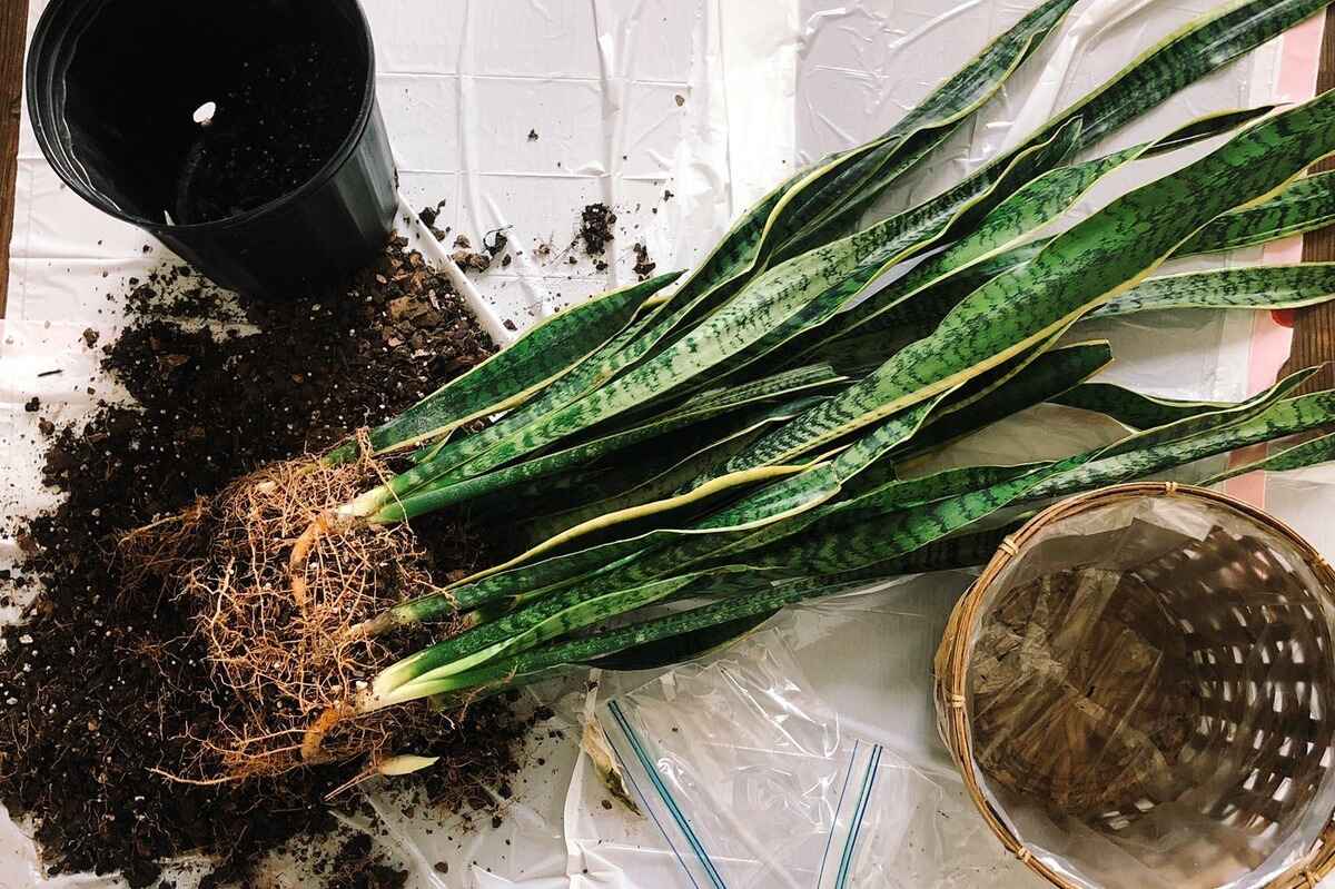 How To Save Snake Plant