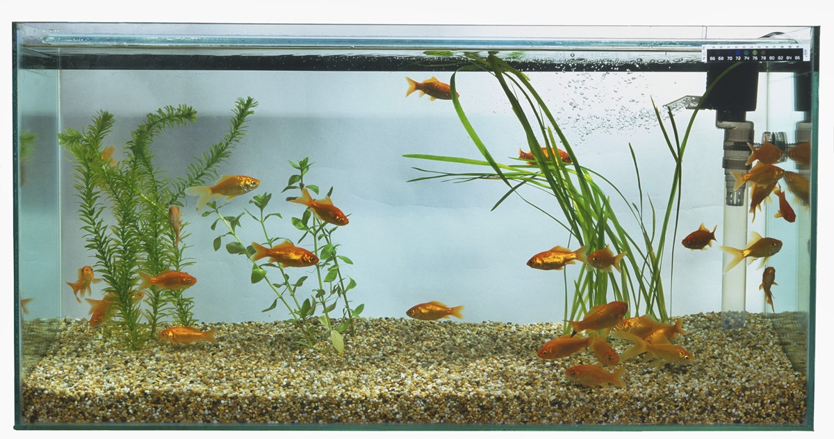 How To Set Up A Water Filter For Fish Tank