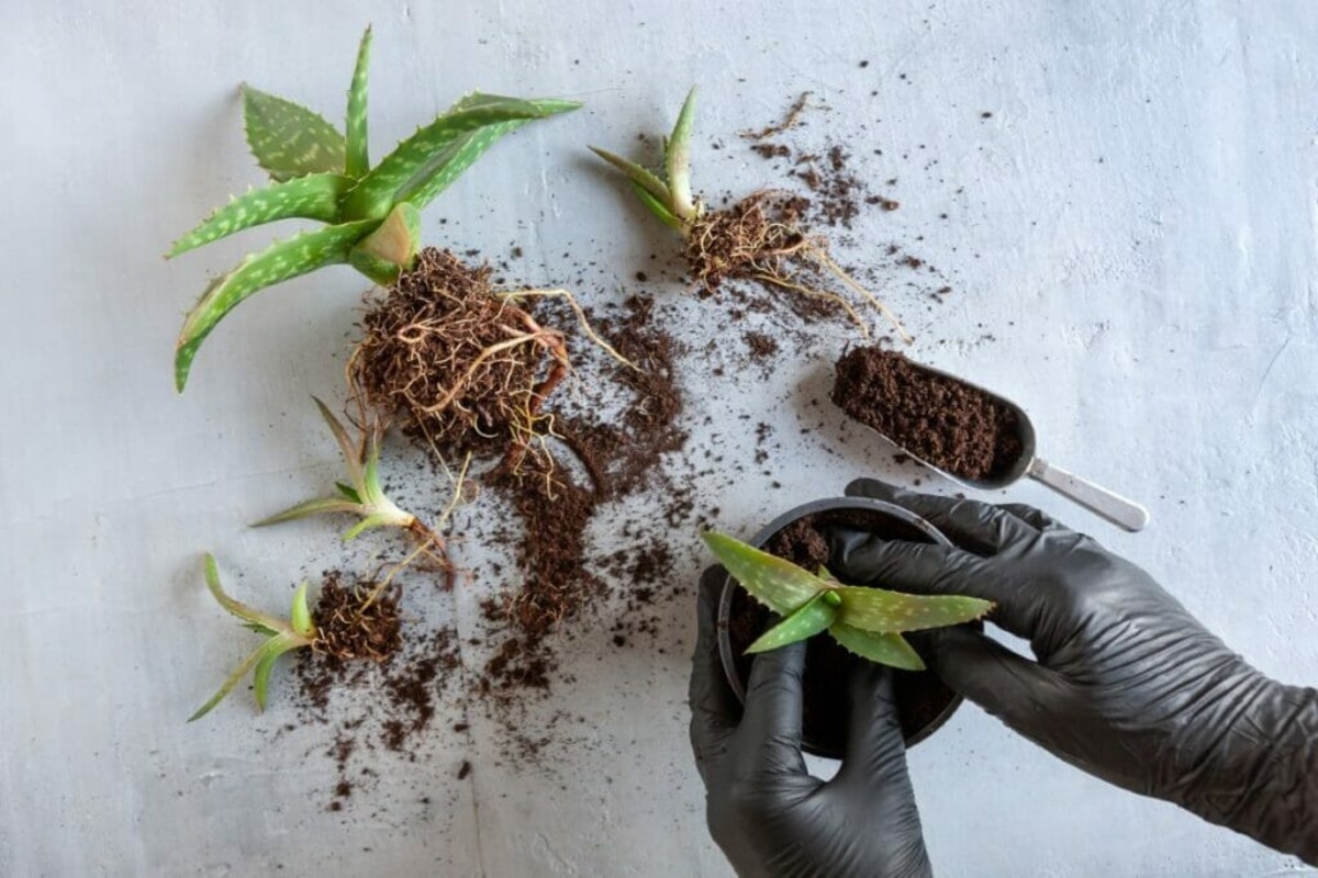 How To Split Aloe Vera Plant