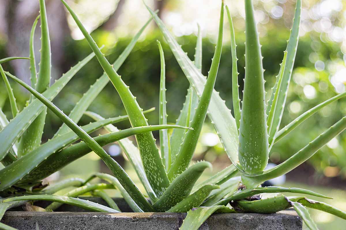 How To Split An Aloe Plant