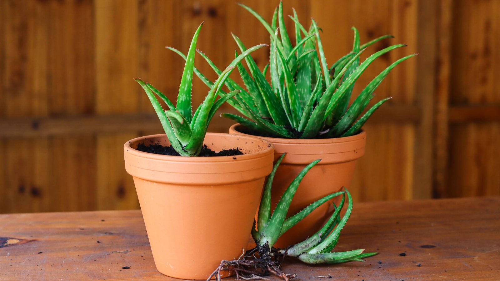 How To Start An Aloe Plant