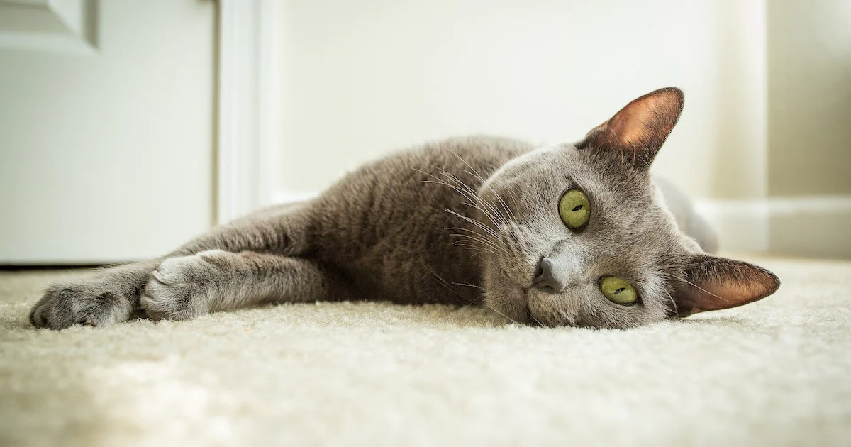 how-to-stop-cat-from-pooping-on-rug
