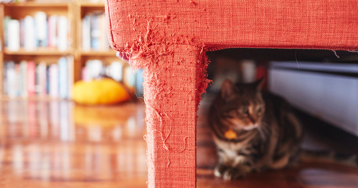 How To Stop Cats From Scratching The Sofa