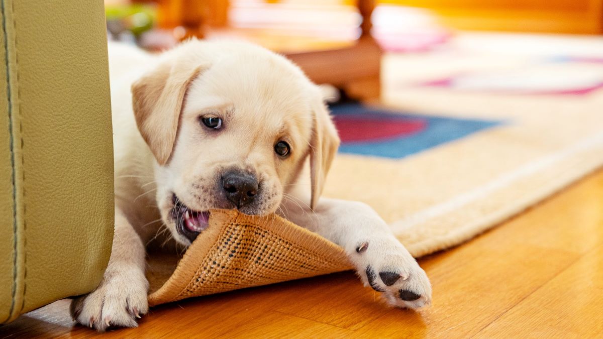 How To Stop Dog From Chewing Rug
