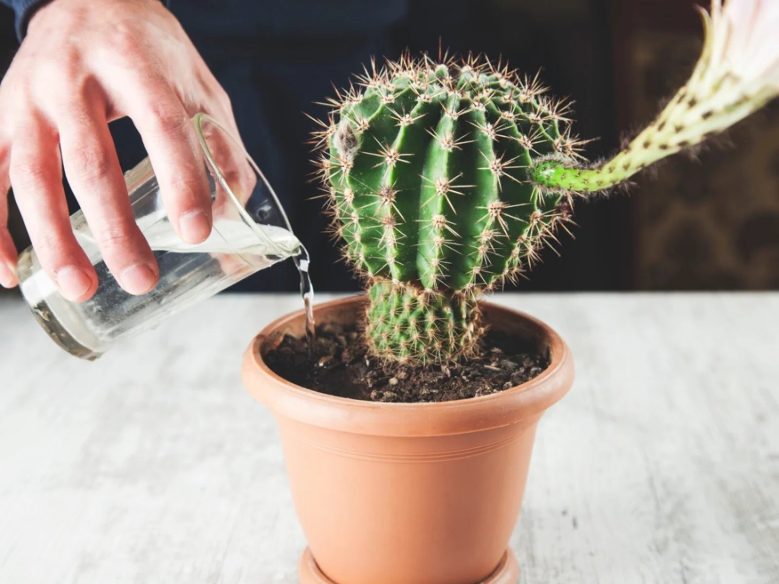 How To Take Care Of A Cactus Plant