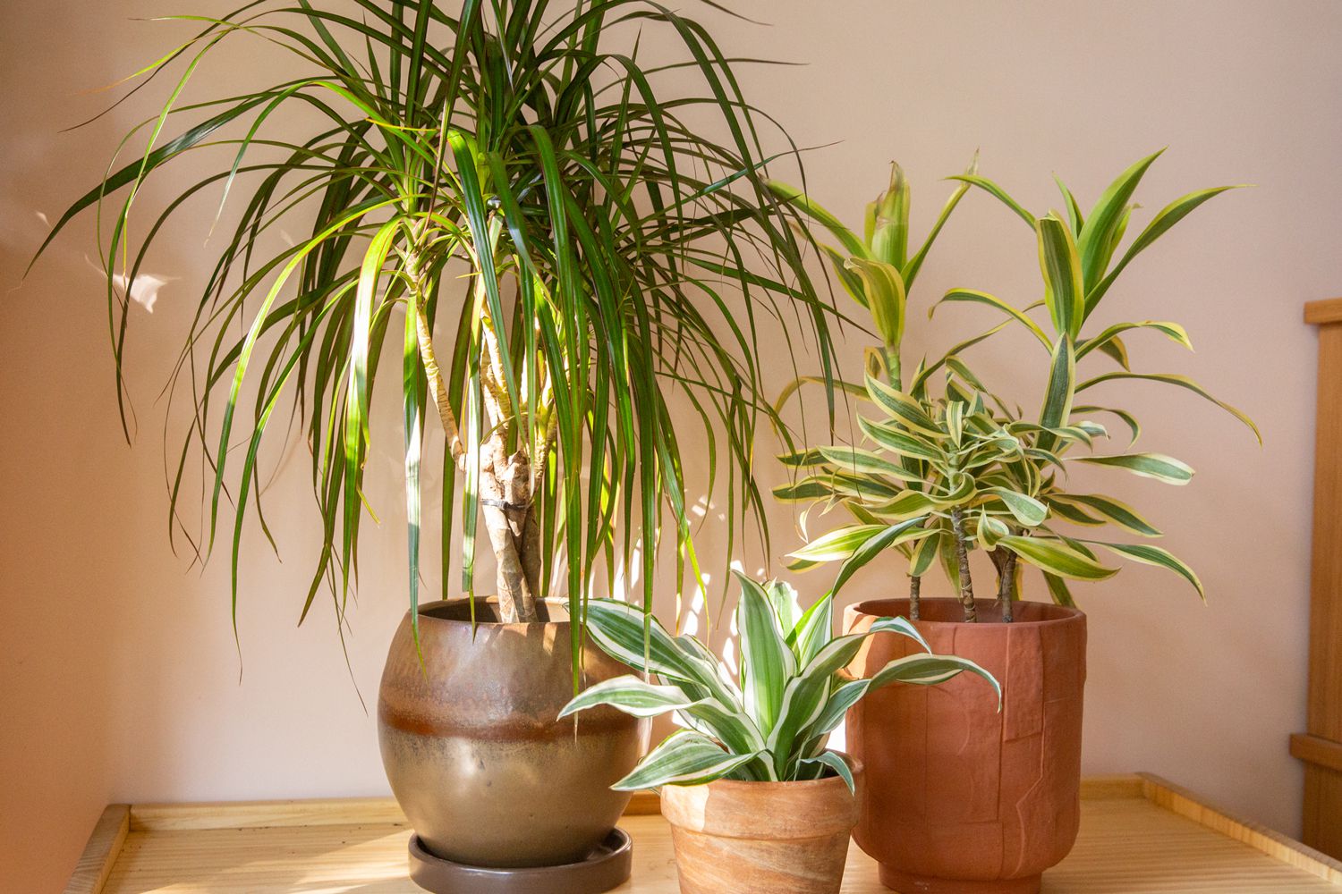 How To Take Care Of A Dracaena Plant