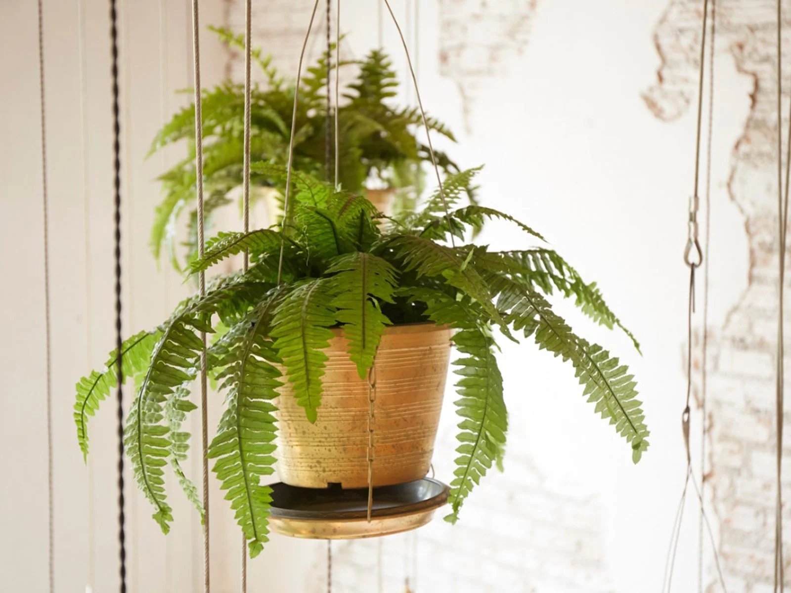 How To Take Care Of A Fern Plant