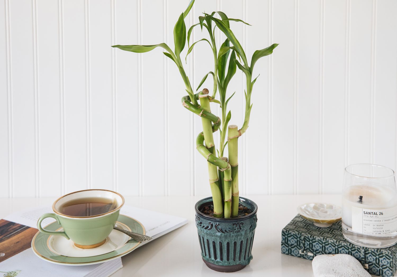 How To Take Care Of A Lucky Bamboo Plant