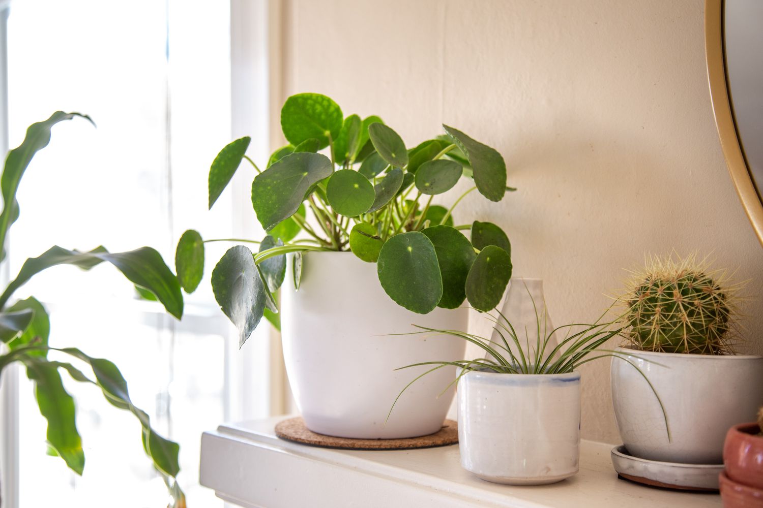 How To Take Care Of A Money Plant