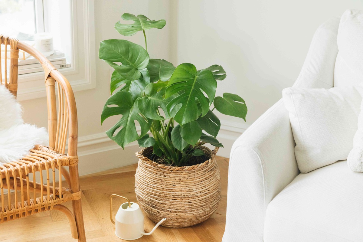 How To Take Care Of A Monstera Plant