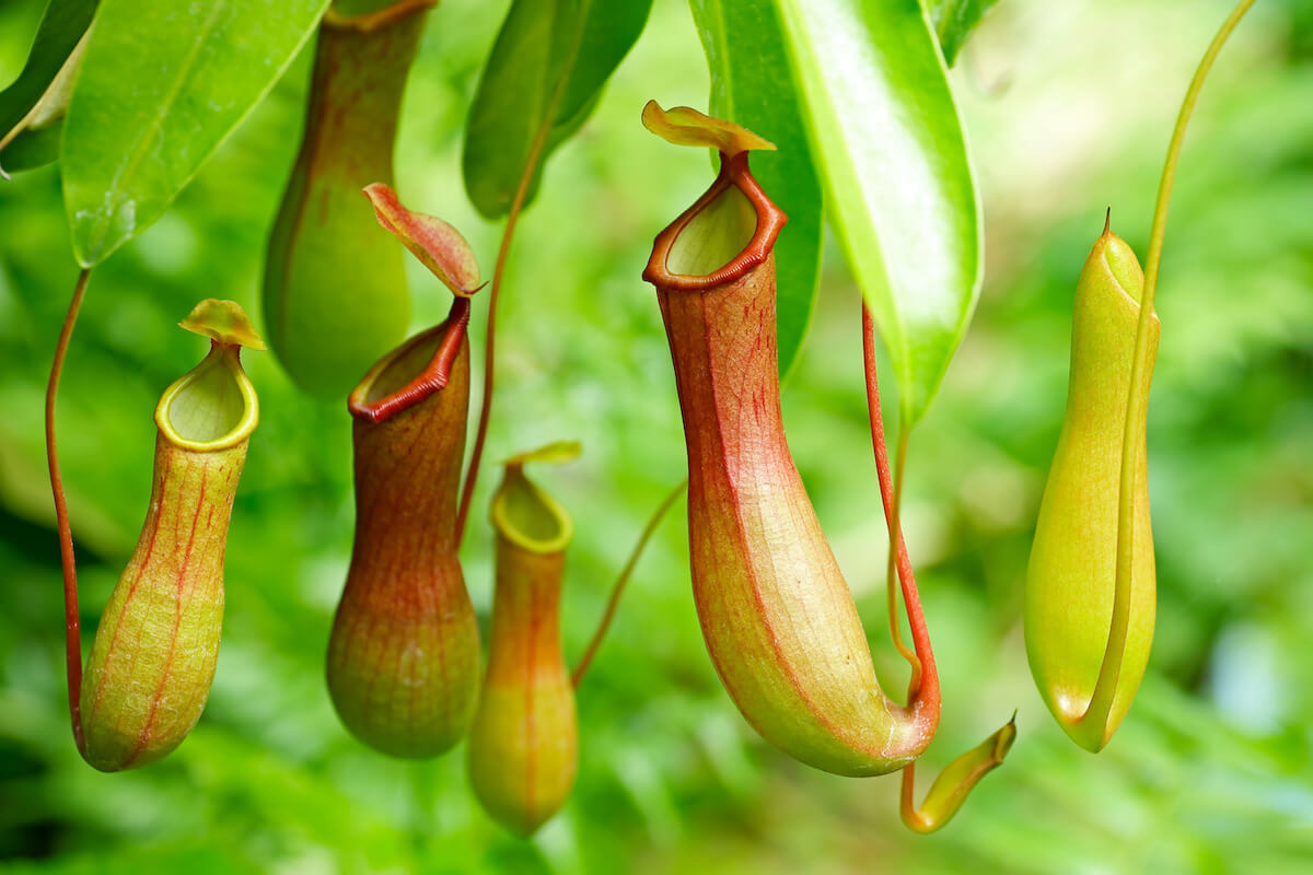 How To Take Care Of A Pitcher Plant