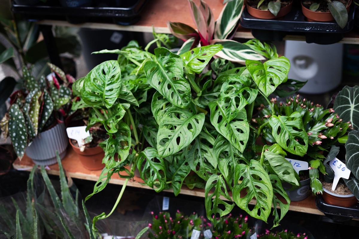 How To Take Care Of A Swiss Cheese Plant