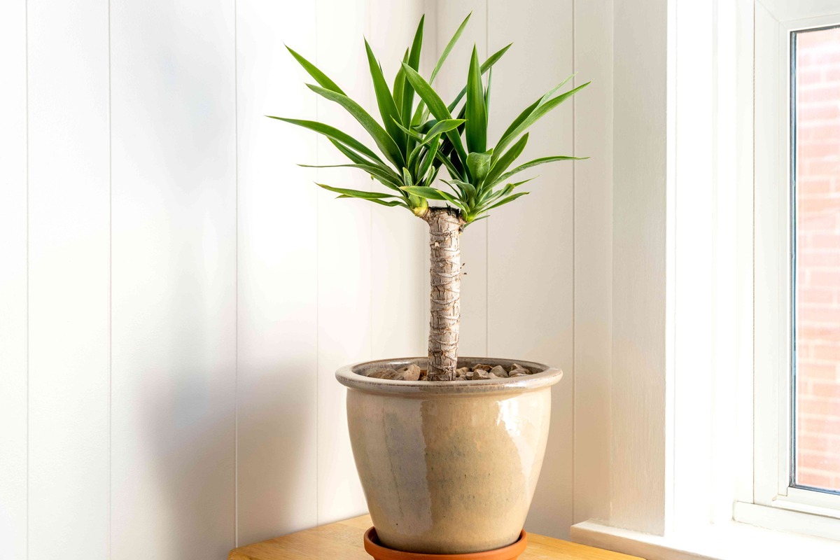 How To Take Care Of A Yucca Plant