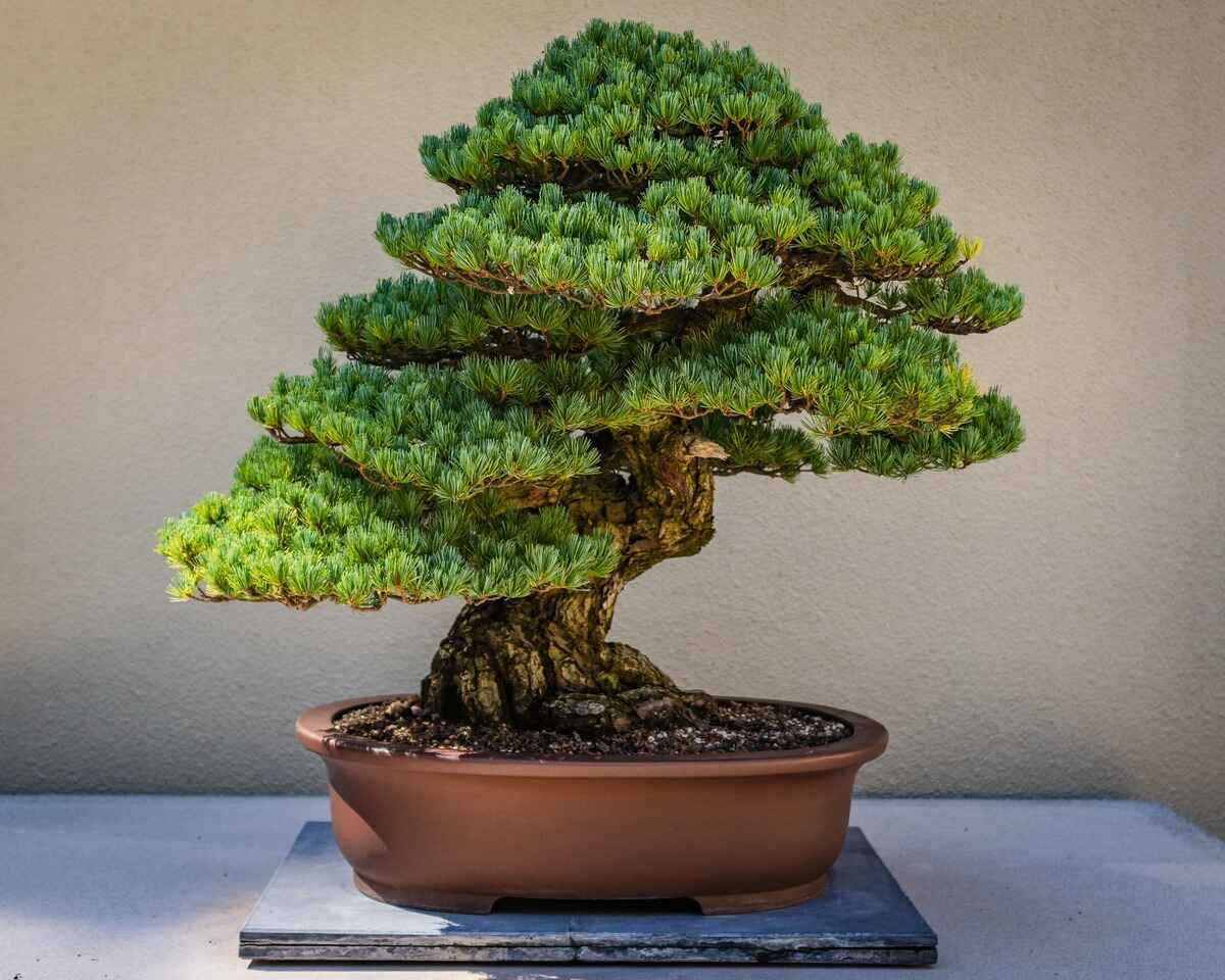 How To Take Care Of Bonsai Plant