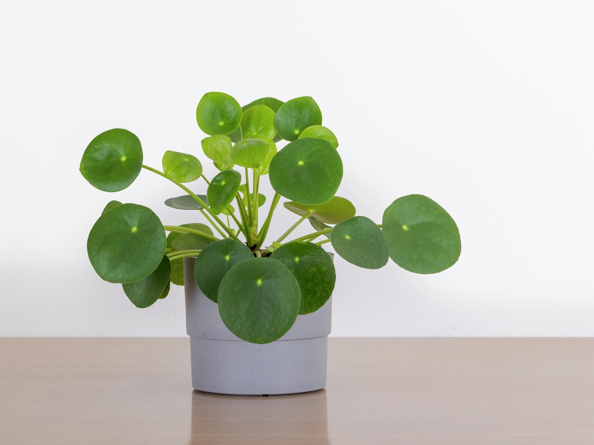 How To Take Care Of Chinese Money Plant