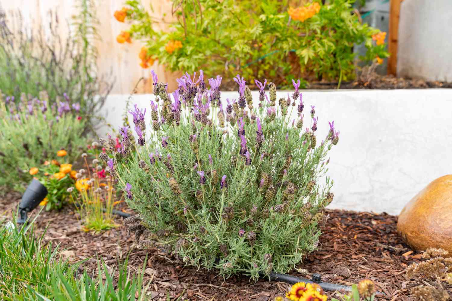 How To Take Care Of Lavender Plant