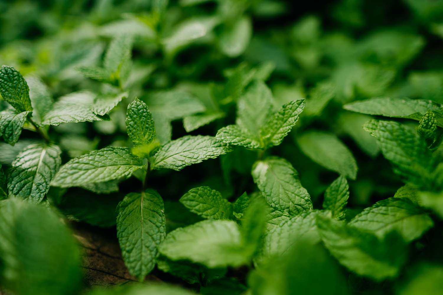 How To Take Care Of Mint Plant