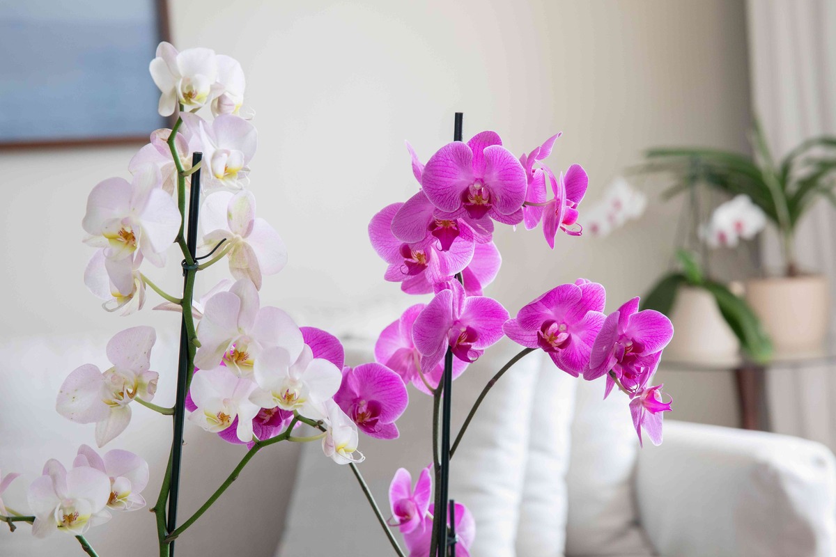 How To Take Care Of Orchid Plant