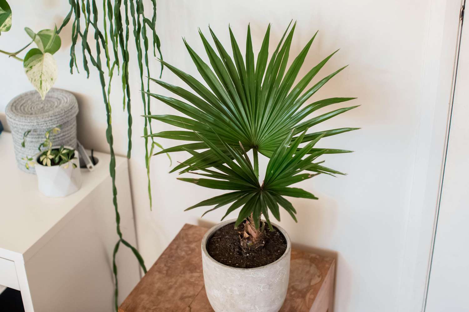 How To Take Care Of Palm Plant