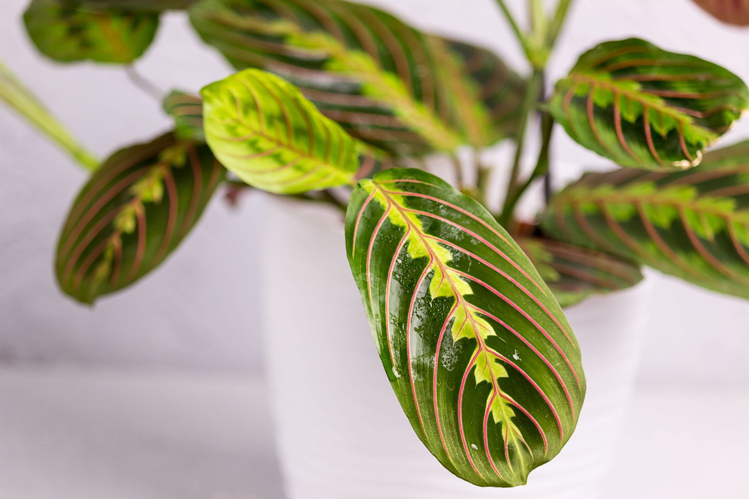 How To Take Care Of Prayer Plant