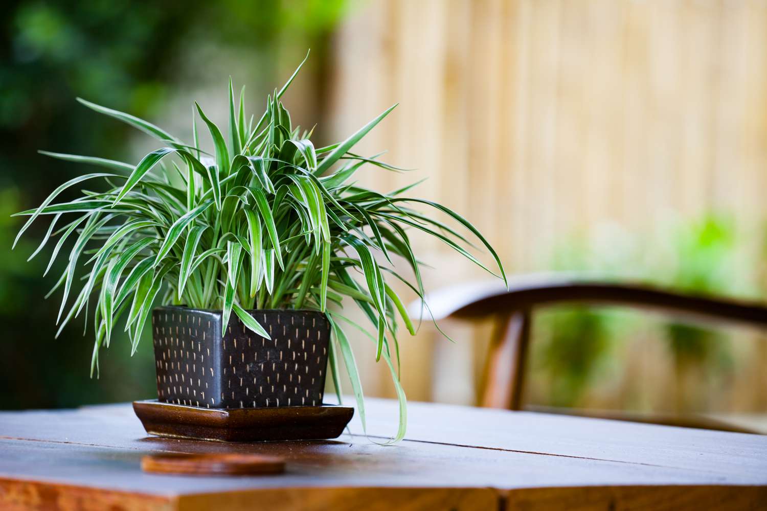 How To Take Care Of Spider Plant