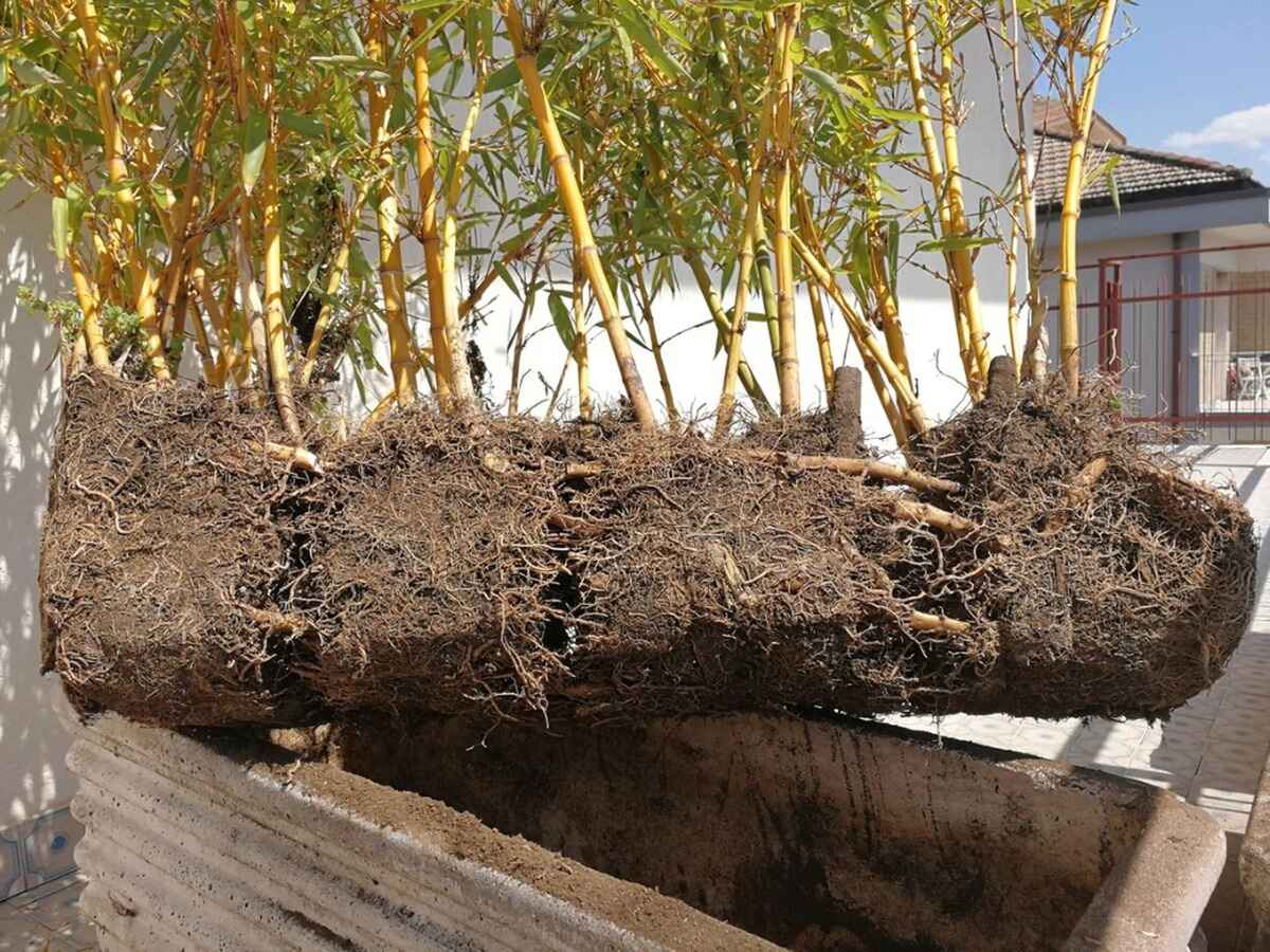 How To Transplant A Bamboo Plant