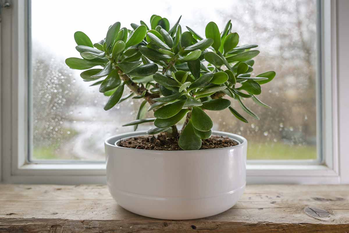 how-to-transplant-jade-plant