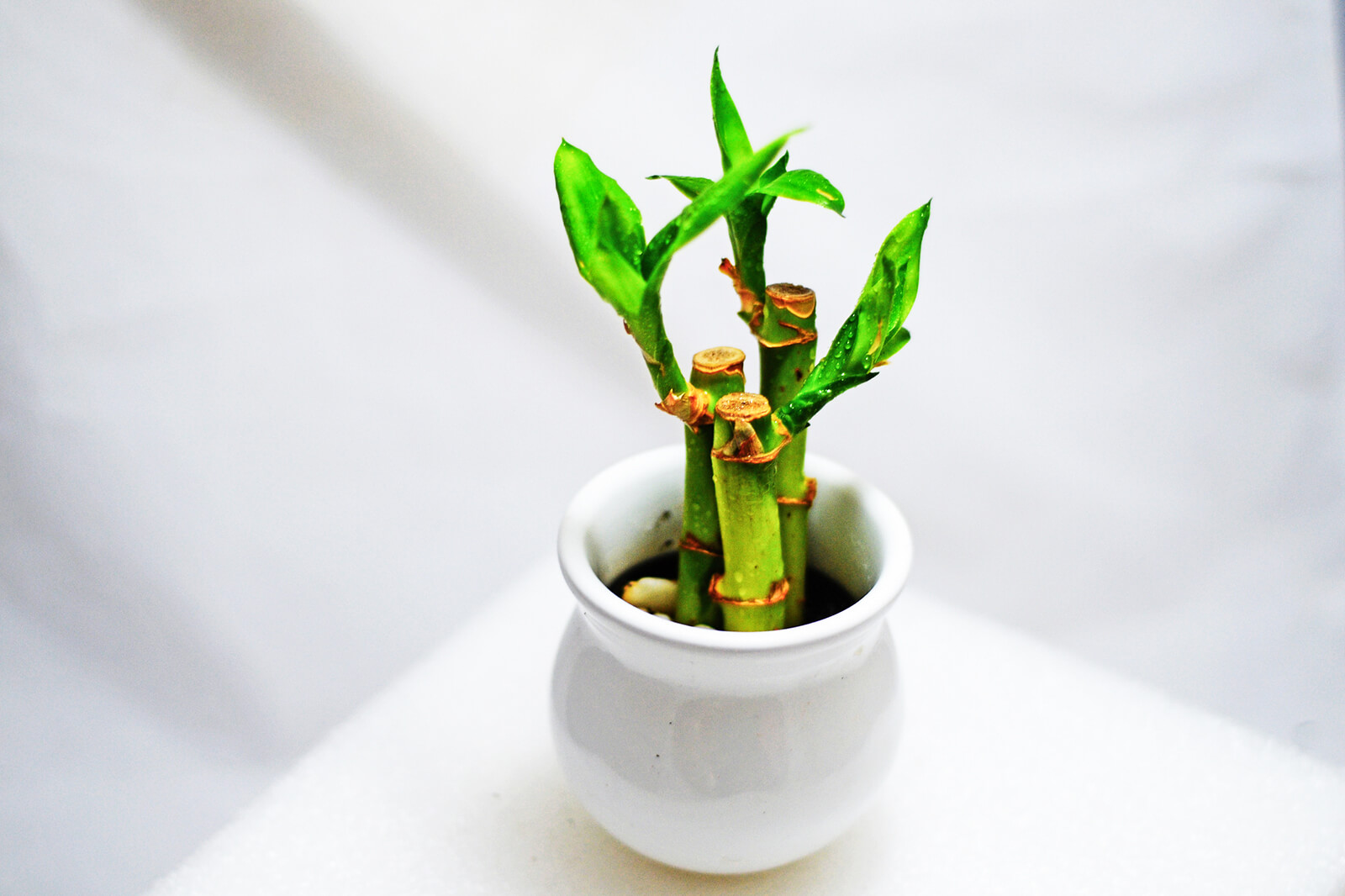 How To Trim A Bamboo Plant