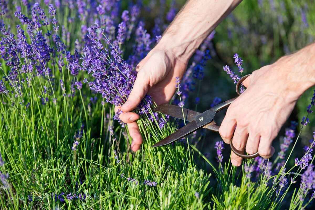How To Trim A Lavender Plant