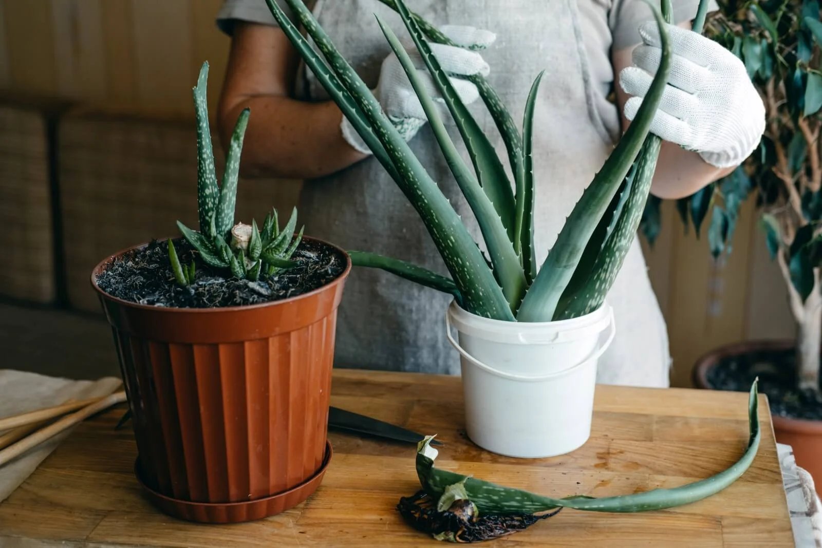 How To Trim An Aloe Vera Plant