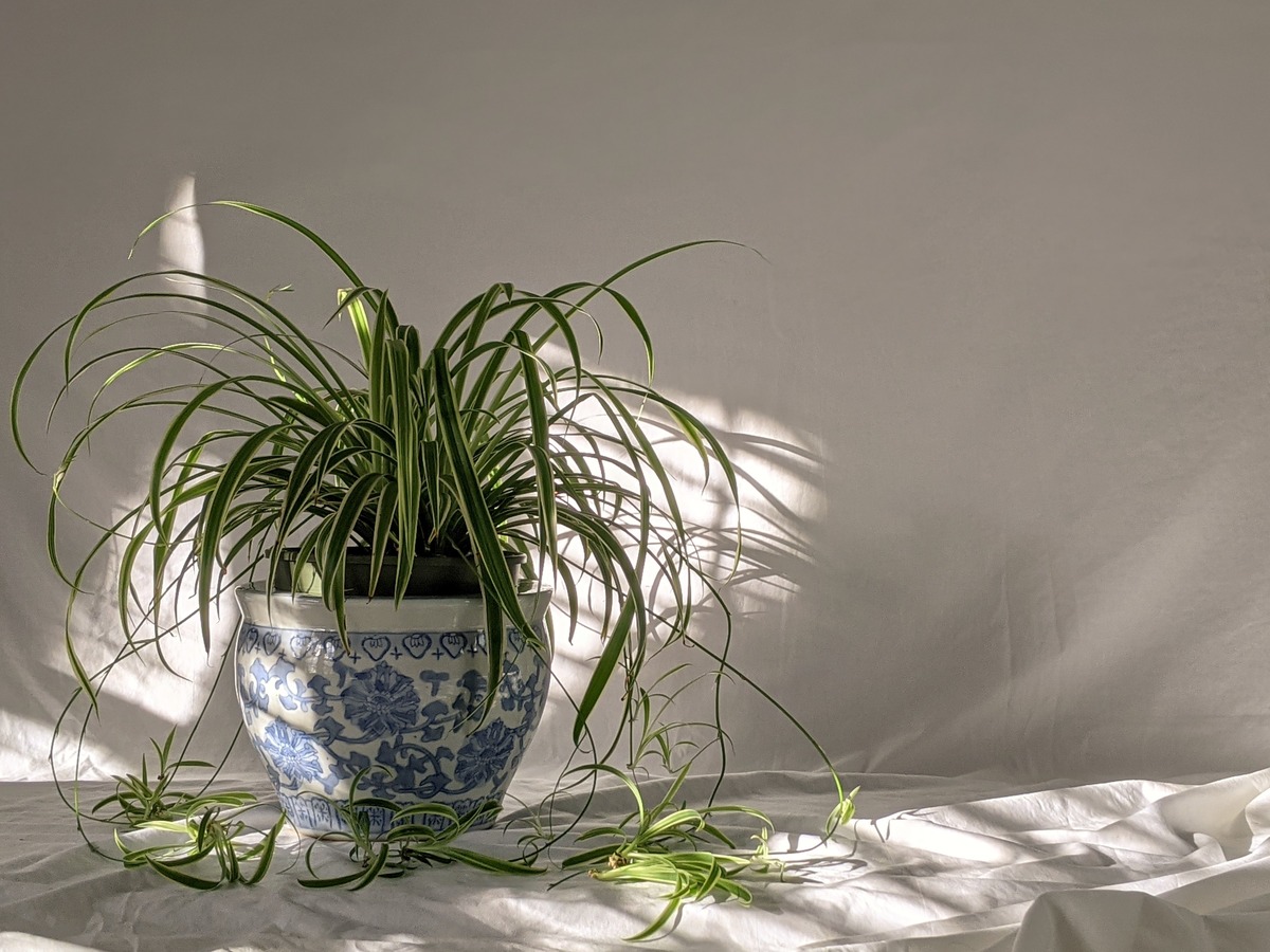 How To Trim Spider Plant