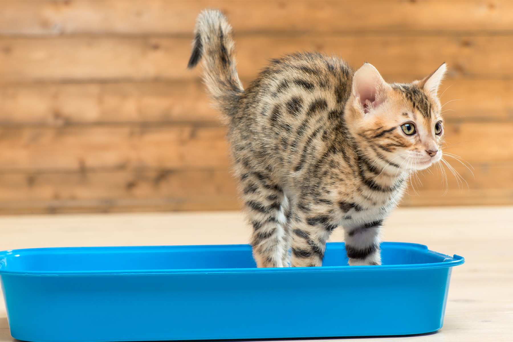 How To Use Cat Litter Deodorizer