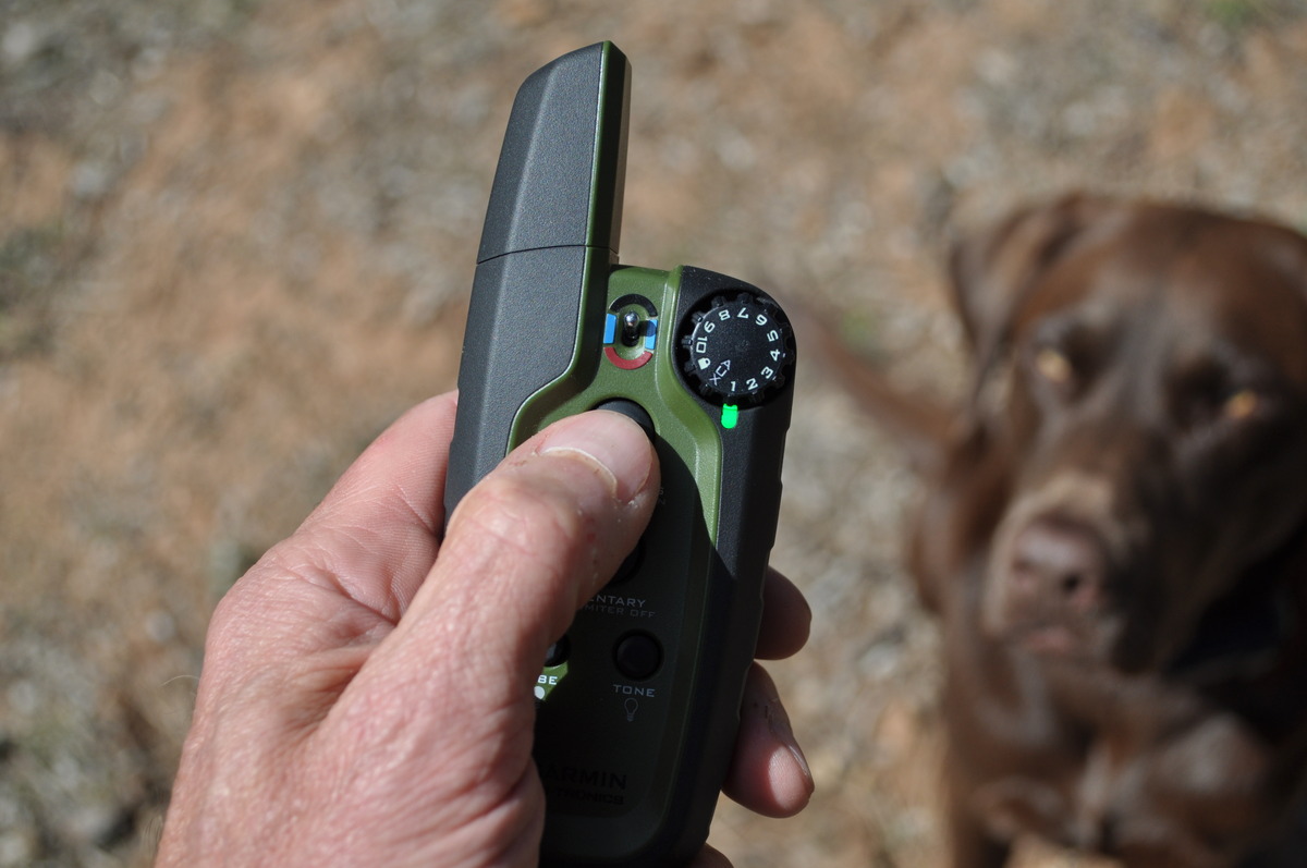 How To Use Electronic Collar Training For Dogs