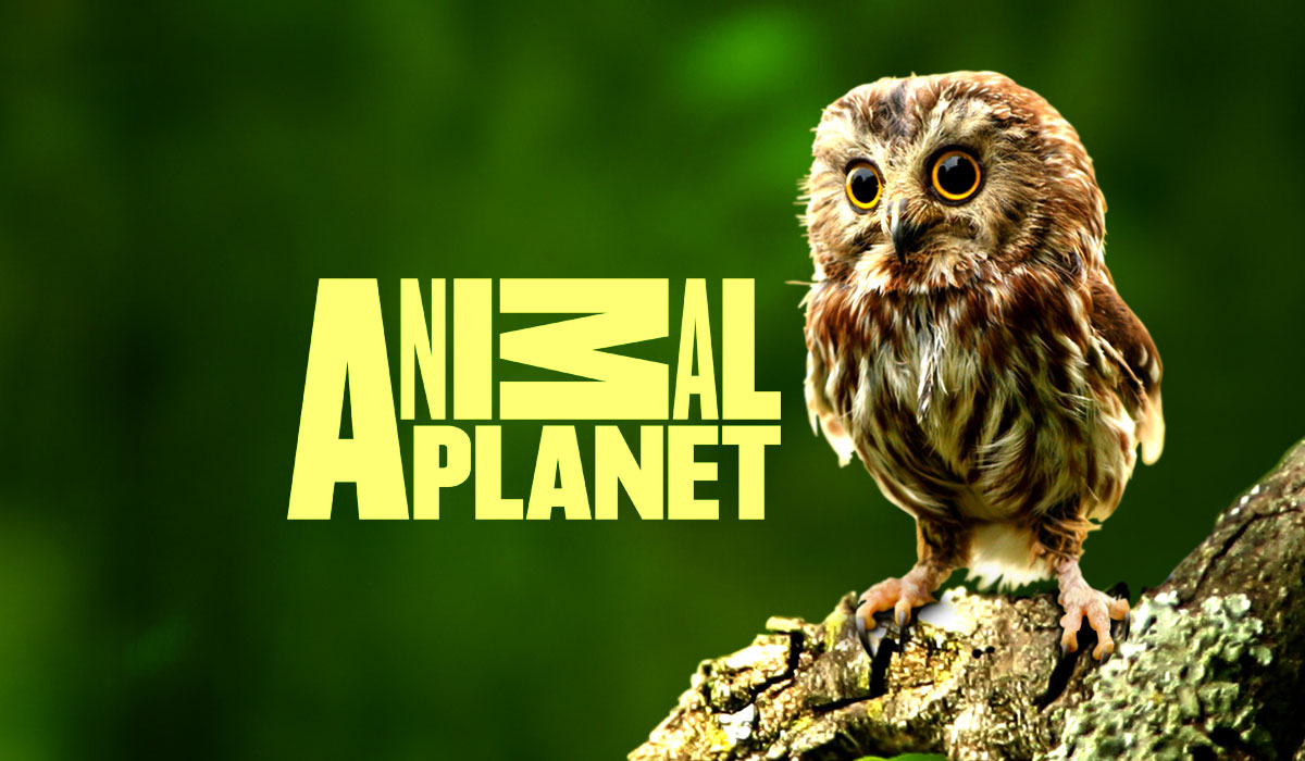 How To Watch Animal Planet Without Cable