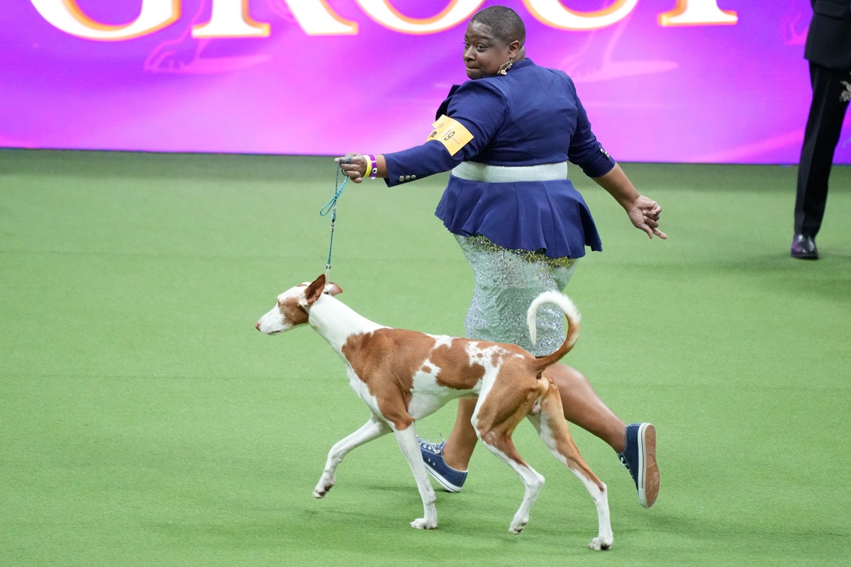 How To Watch The Westminster Dog Show