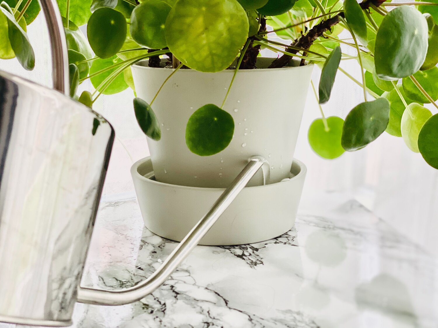 How To Water A Money Plant