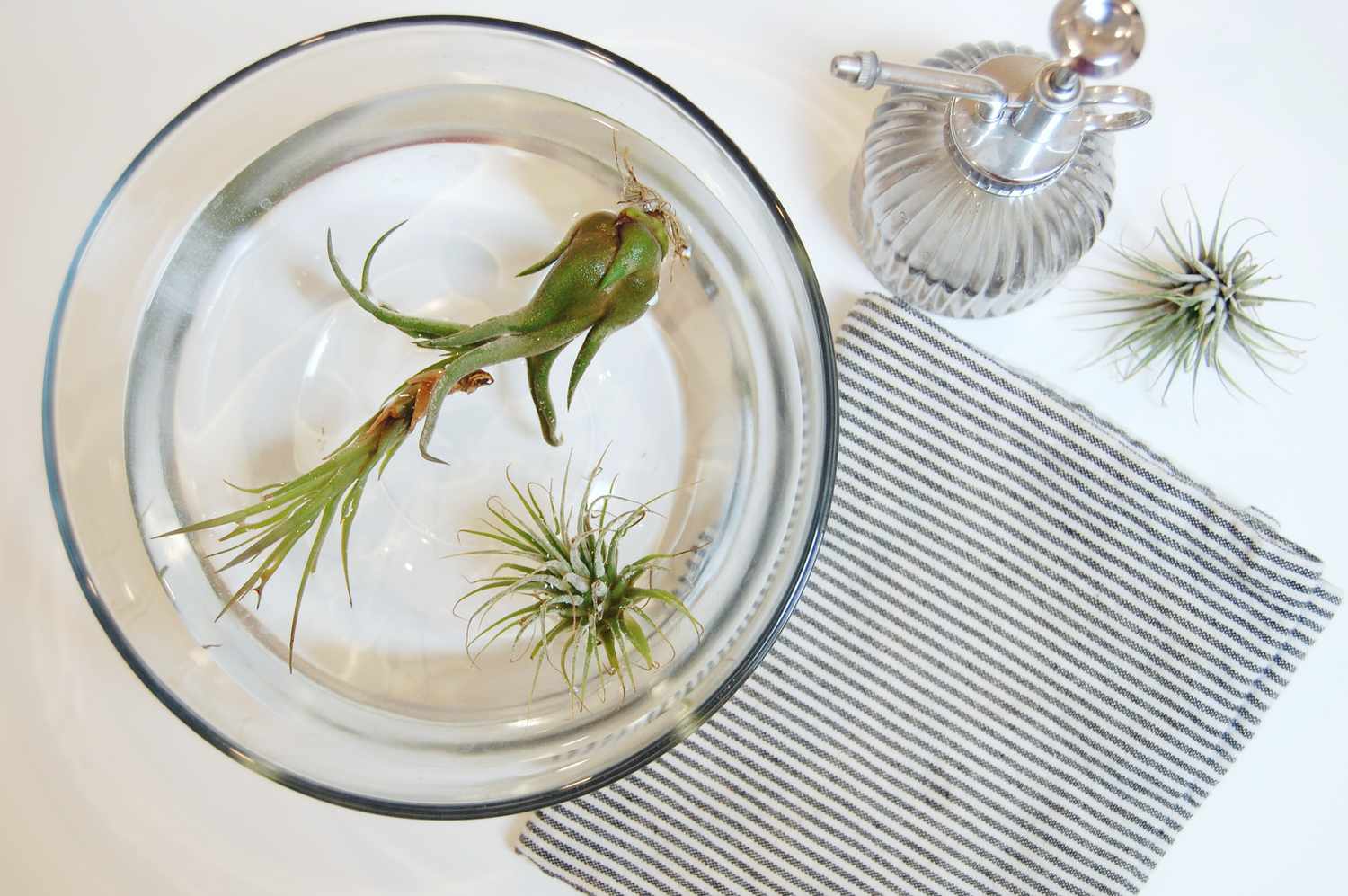 how-to-water-air-plant